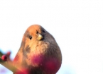ôû