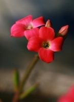 长 寿 花