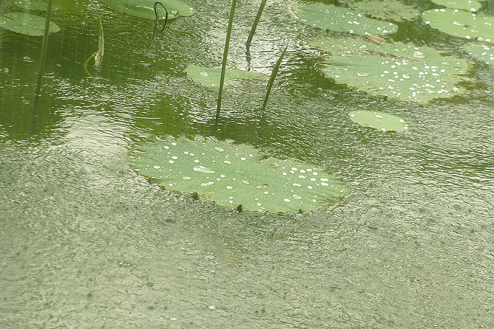 雨落心田,解梦梦见下雨天鞋上沾满了泥的深层含义 雨落心田,解梦梦见下雨天鞋上沾满了泥的深层含义