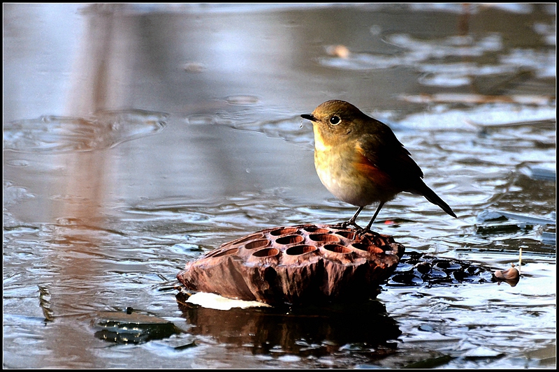 养尊处优的鸟明星--红胁蓝尾鸲