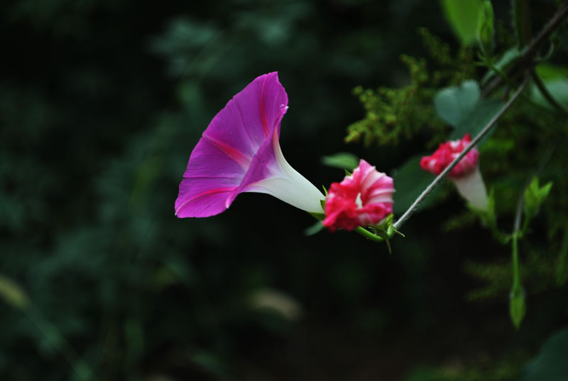 ǣţ01.jpg