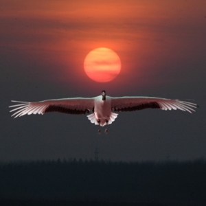 չᡷ  Ƚ  ίϸɲֱ