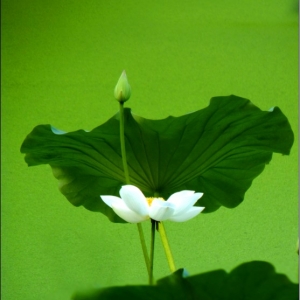 ϡܱ Ƚ ίϸɲֱ