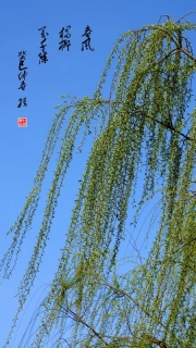 ǧ-ªè