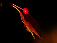 ŨѪ-ƽ