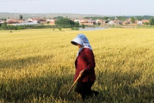 СԱ-