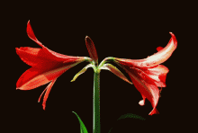 ƴ-ܻ