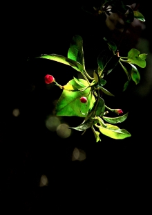 ľ괺-xiaoxiliushui