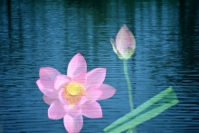 ҡ翪ϸ 峿-g