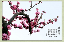 ӽ÷-Ӱ˲