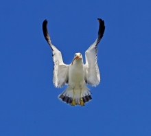 ʳ-Ӱ