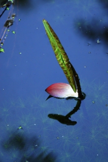ϵ-ͼ
