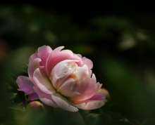 ҩ-qingqing800