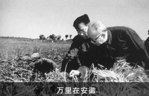 万里在安徽 　　　