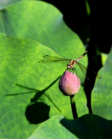 Ӱ-