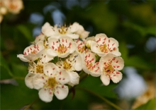 ¶-