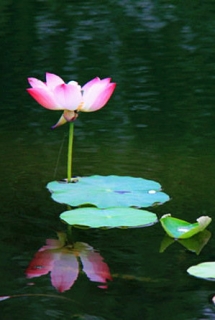 ˮī-ʷ֧