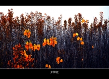 Ϧ-lixiantian