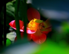 Ӱ-  ϵ
