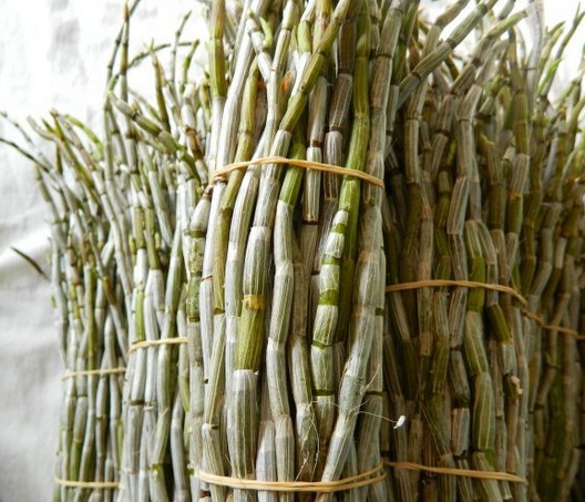 石斛：中药的“植物黄金”