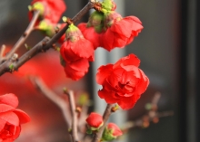 Ļ-Ȼ