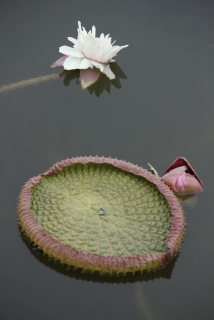 ͻ-