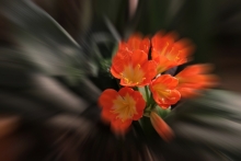 ʻŭ-˶