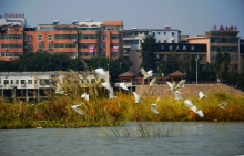 -Ȼ
