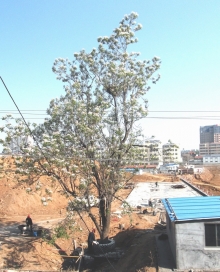 鱻-yaojiouliang