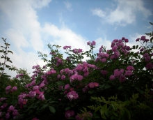 ǾޱƮ-