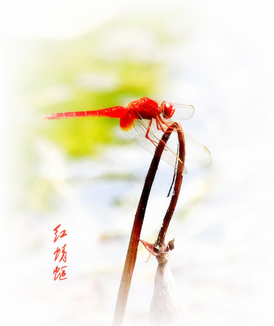 2014年第8期—图行天下—坦然《红蜻蜓》