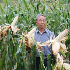 ���Ĵ�����Ԫ��ũҵ�����ݸɲ����ȷ�