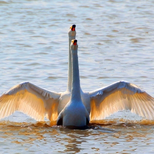 ��Ӱ��Ʒ����г����