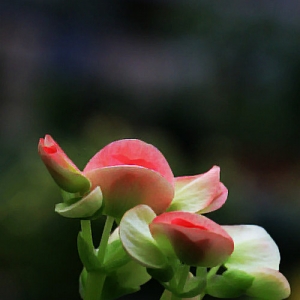 Ļ