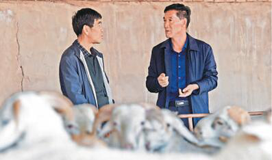 甘肃省古浪县黄花滩生态移民后续产业专业合作社党委书记胡中山：沙窝窝 平地起新村（十九大代表风采）
