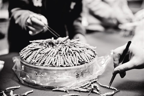 68万一斤 冬虫夏草何时走下“神坛”？