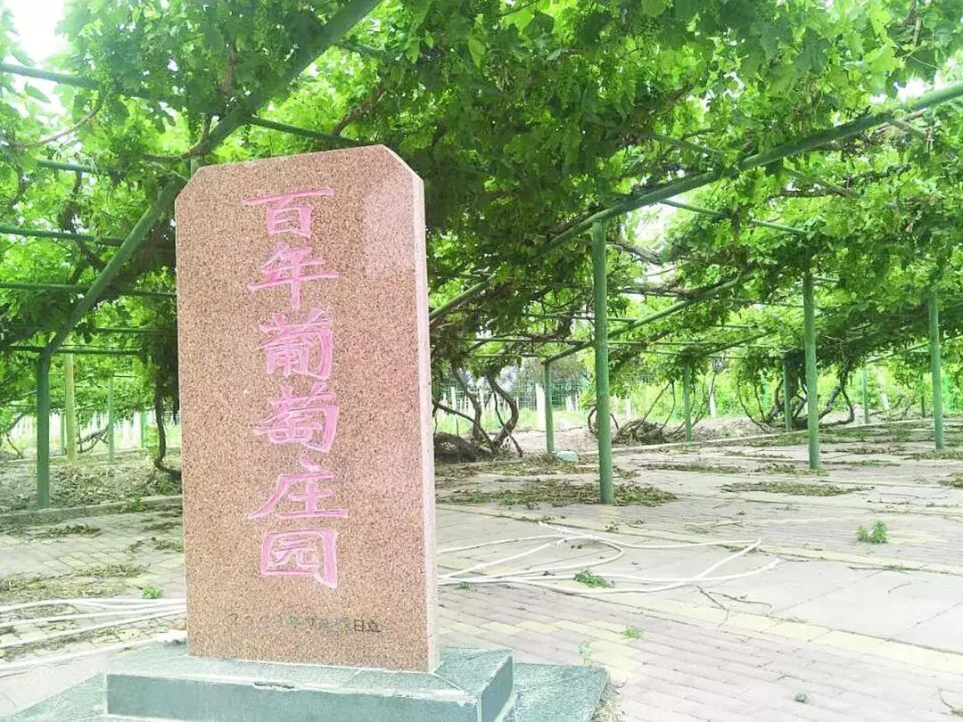 百葡庄园——七师与奎屯的历史名片