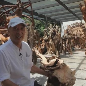 �㽭�������ݸɲ��ű��飺��ľ�ɻش������տ�����