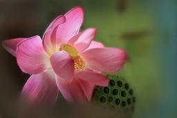 Ļ