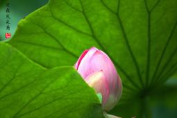 С�ɲ�¶����