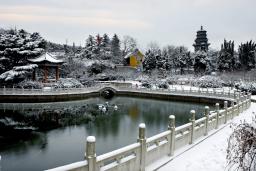 ������ѩ