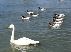   ����Ϸˮһ��