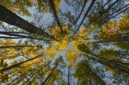 ��ľ����