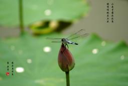 С�ɲ�¶����