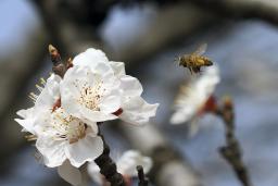 ���������ӻ���