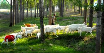 ɽ������