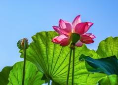 ӳ�պɻ�������