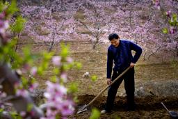 �һ�ʢ����ʱ��