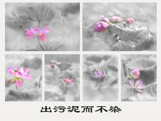 ���������Ⱦ