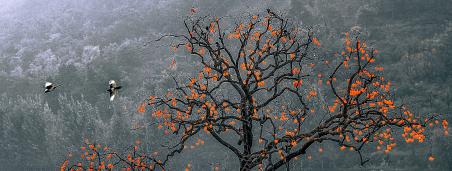 ����ϲȵ��֦ͷ